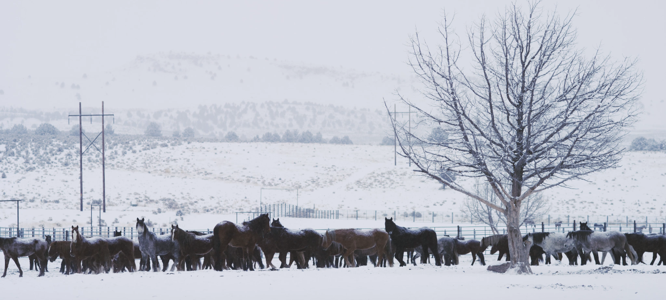 500Ӣ-ƥĹ.500 Miles-The Story of Ranchers and Horses2017