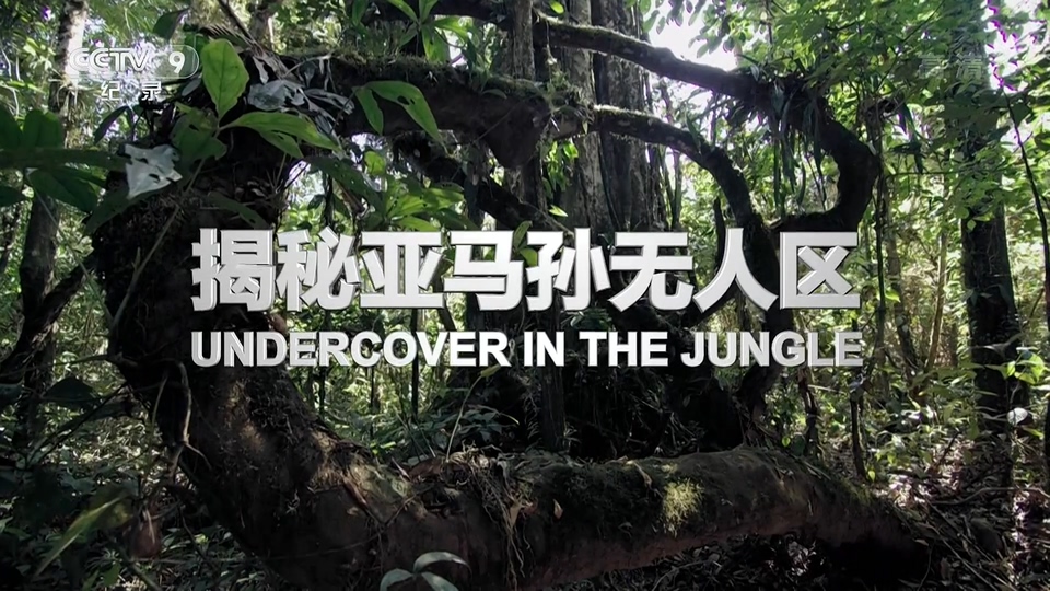 ̽ Undercover in the Jungle (2019)