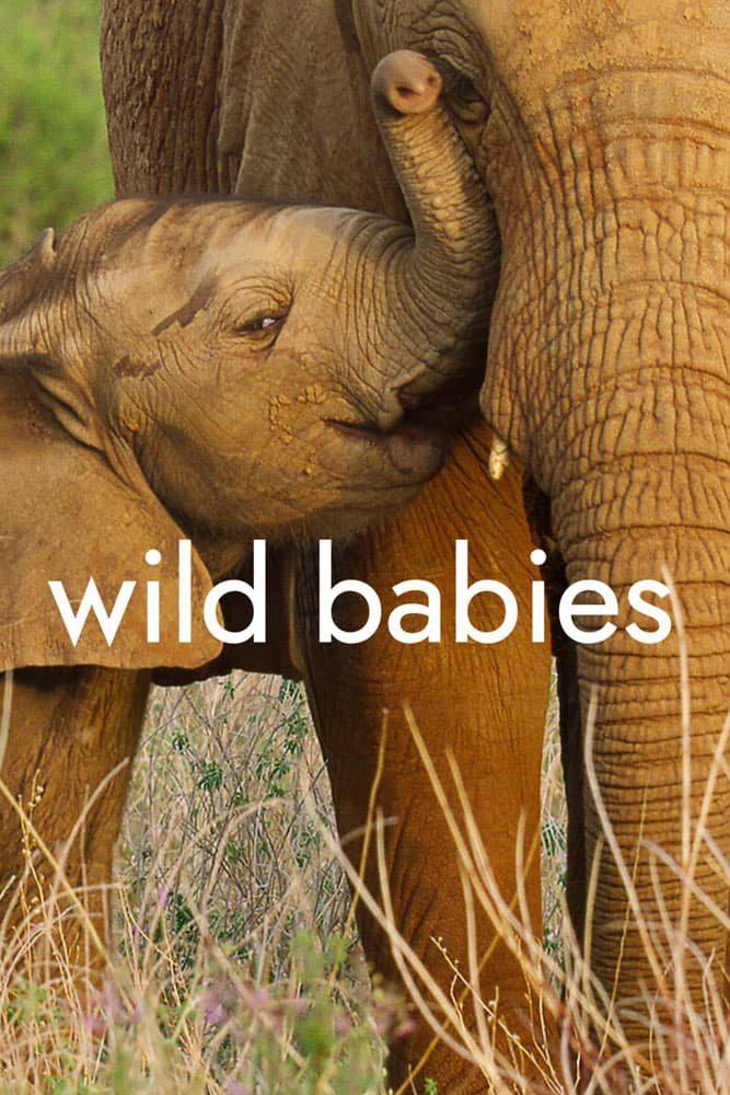 Ұﱦ һ Wild Babies Season 1 (2022).jpg