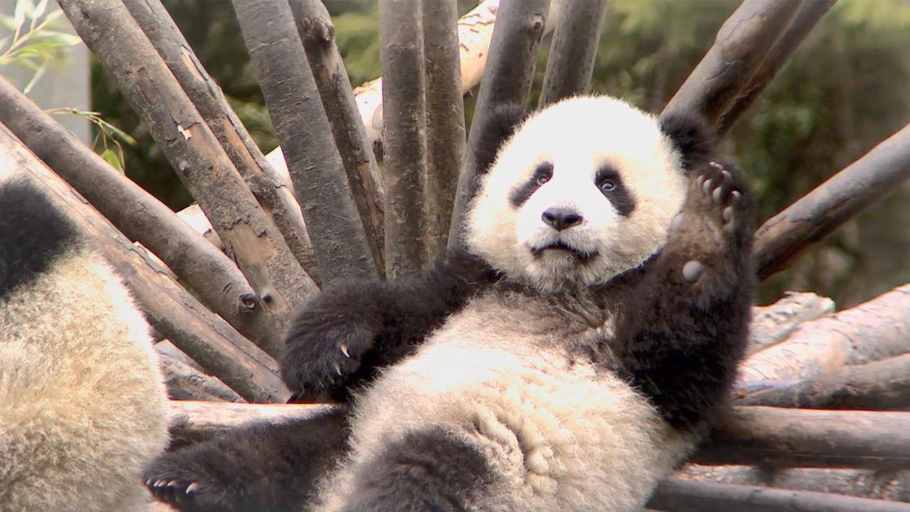 è.The.Giant.Panda.1080P.2010