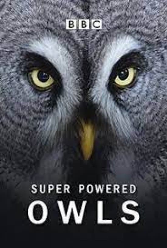 èͷӥ.Ӣ.1080P.Natural.World:Super.Powered.Owls (2015)