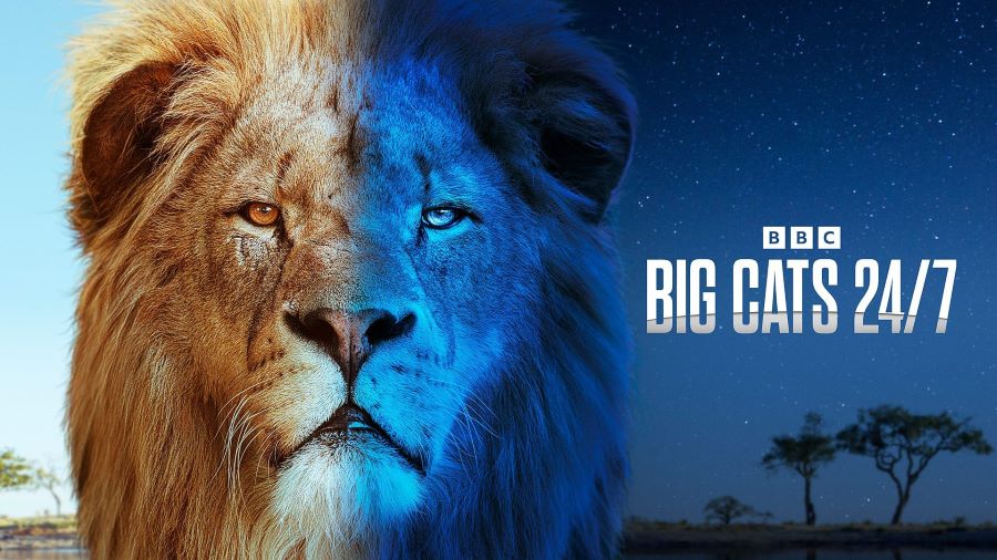 èȫʵ¼ Big Cats 24/7 (2024)