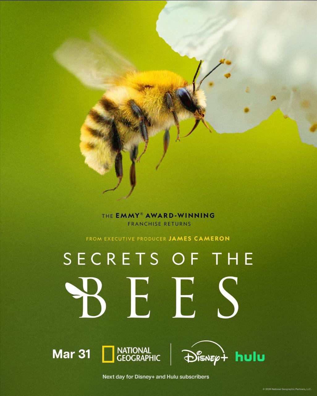 �۷������ Secrets of the Bees (2026)