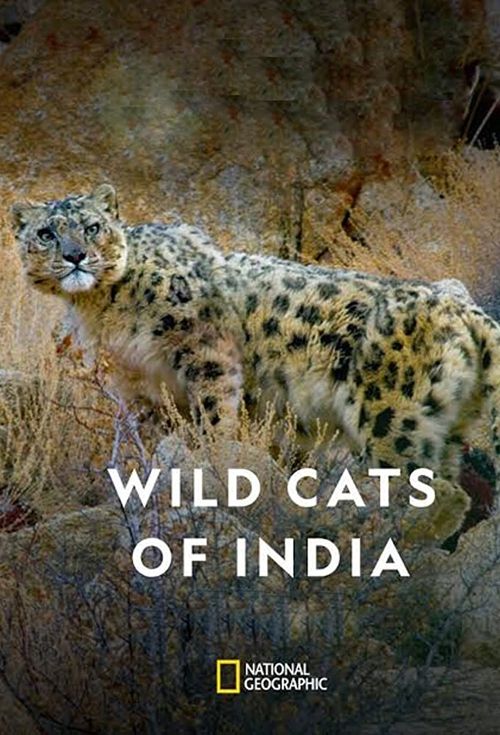 ӡ��Ұ����è Wild Cats of India��2020��